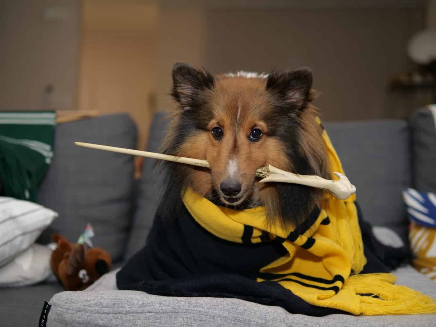 A Shetland Sheepdog cosplay as a wizard in Harry Potter