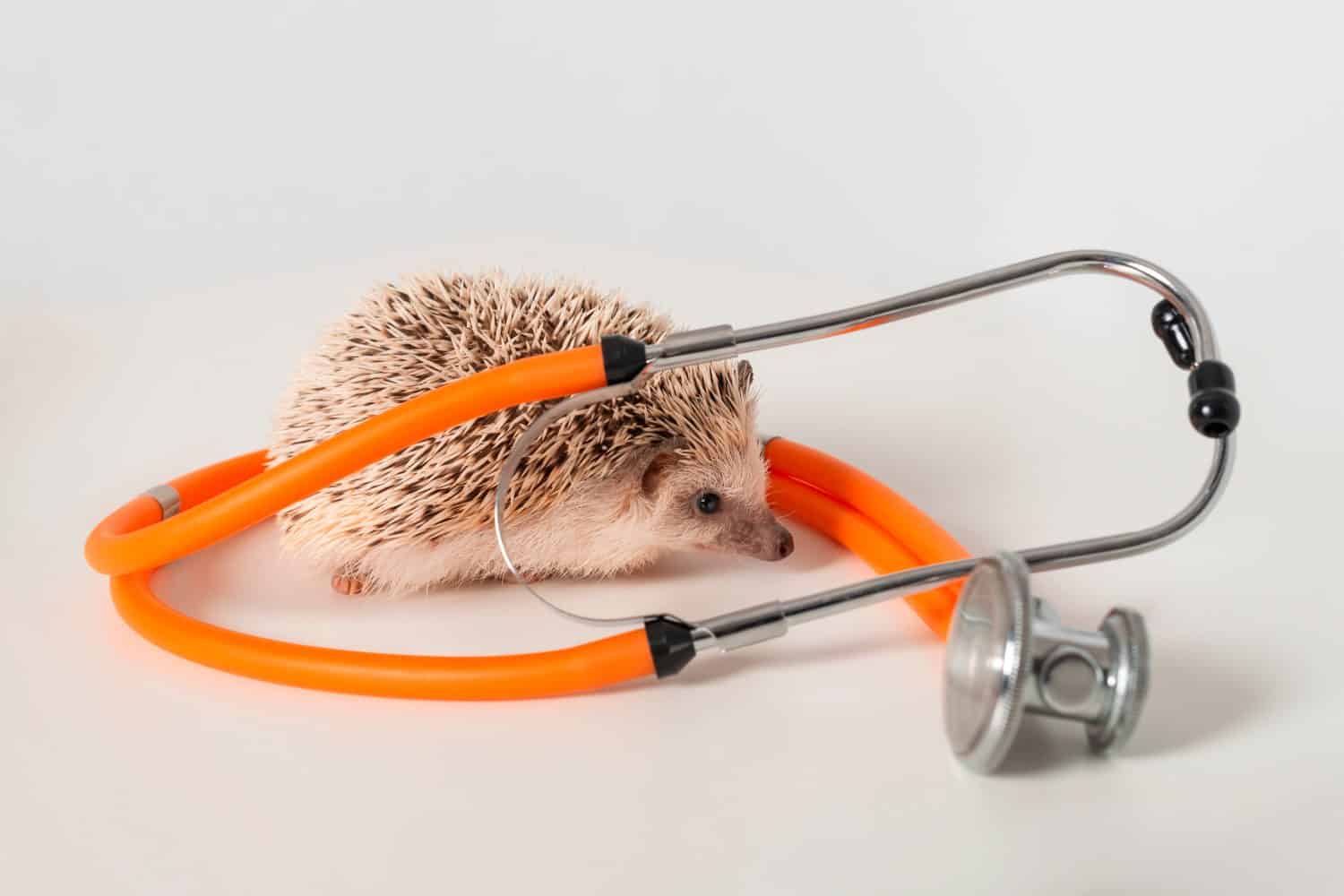 Studio shot of pet Hedgehog  runing on the white table with an orange stethoscope. Pet care concept.    