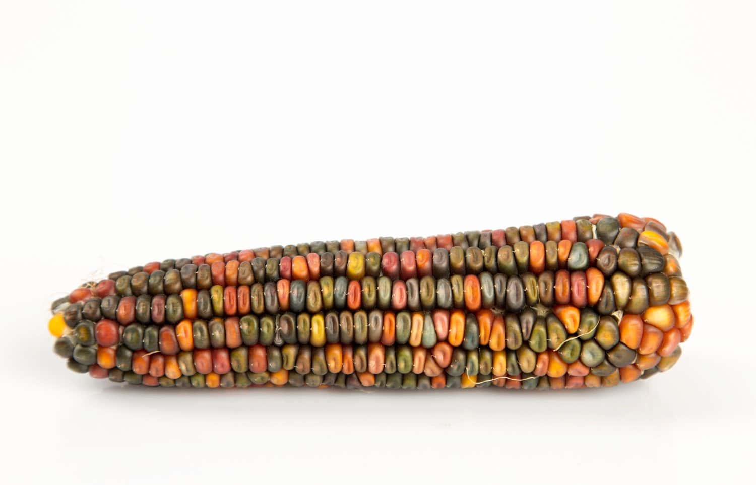 Earth Tone Dent corn is one of the many varieties of corn available.