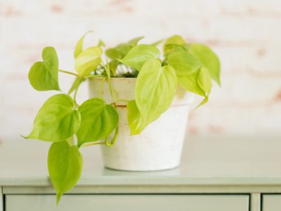A Caring for Your Philodendron Lemon Lime: 15 Tips for a Healthy Plant