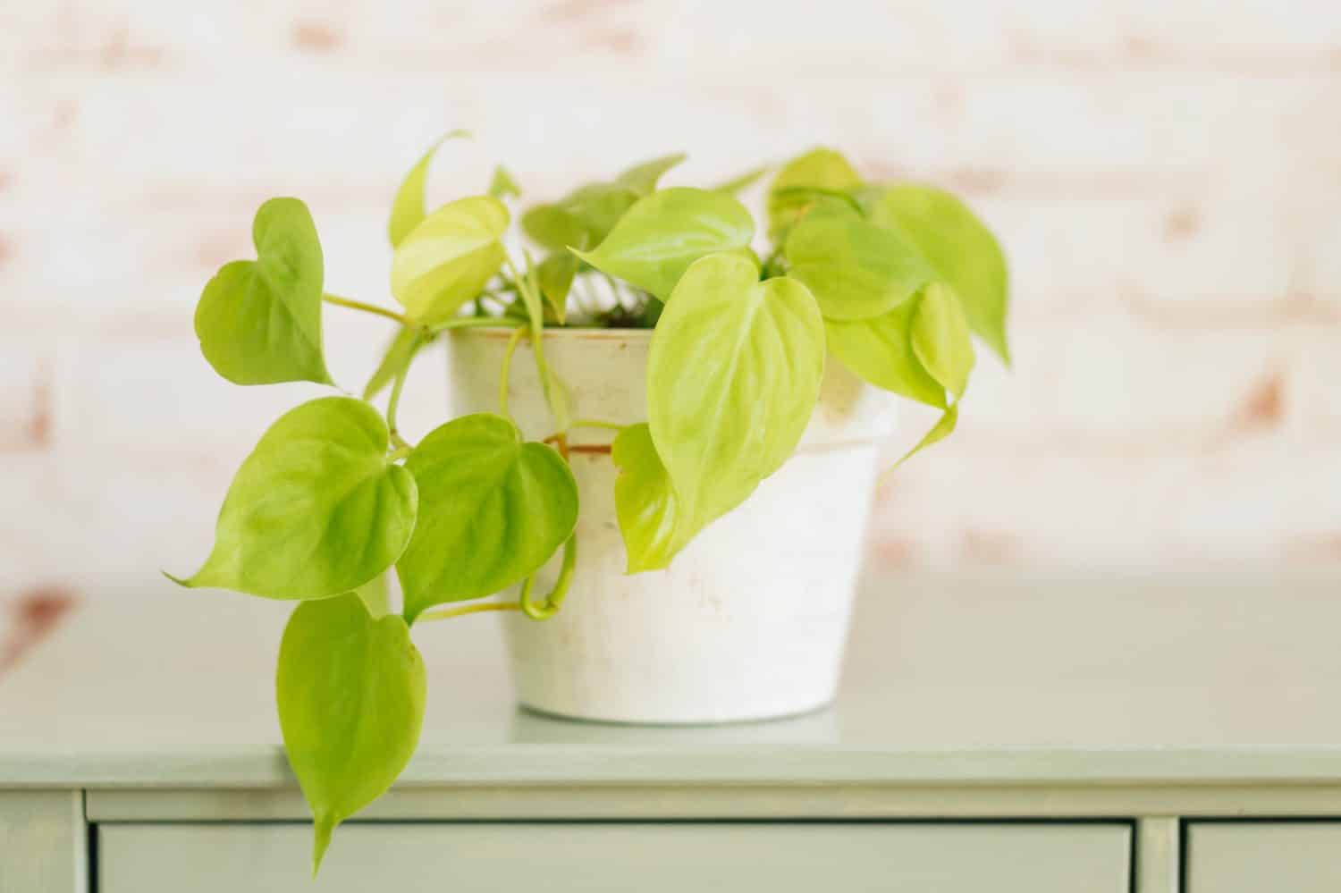 Philodendron Lemon Lime in white painted terracotta pot against red brick wallpaper in background on mint green shelf.