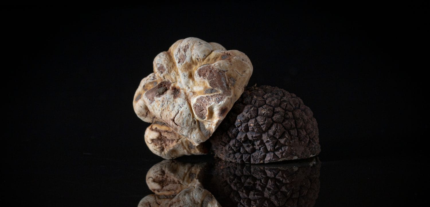 Fresh underground truffle from italy
