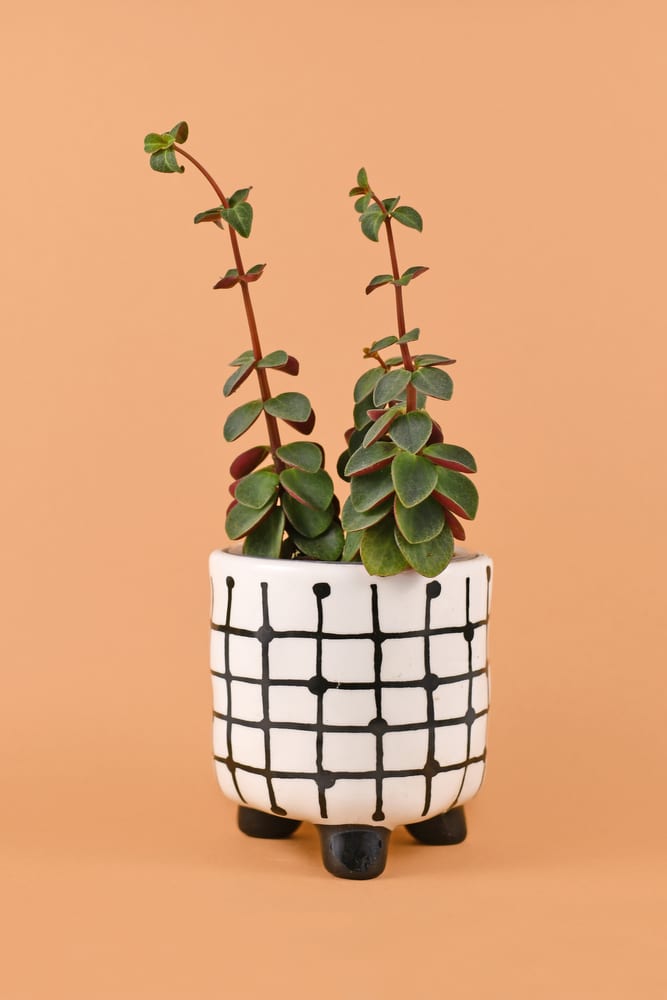 'Peperomia Verticillata Red Log' houseplant showing signs of etiolation with long stems with small leaves because of not enough light in flower pot on orange background