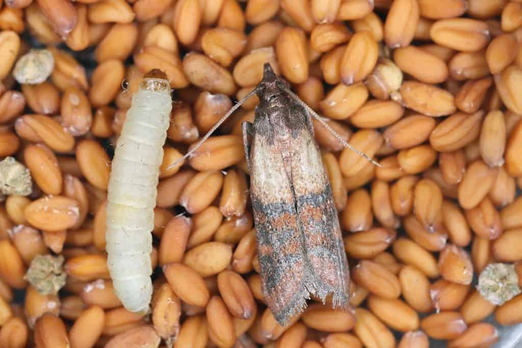 Indian mealmoth Plodia interpunctella of a pyraloid moth of the family Pyralidae is common pest of stored products and pest of food in homes. Moth on seeds.