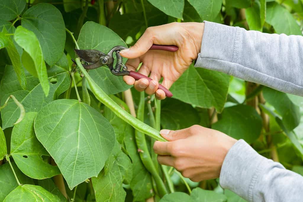 Woman picking runner beans with secateurs from a runner bean plant in a UK garden