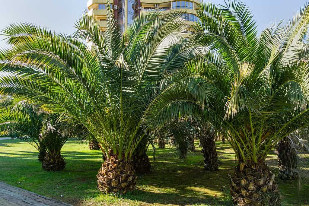 Luxury leaves of beautiful palm tree Canary Island Date Palm (Phoenix canariensis) in city park Sochi. Beautiful exotic landscape for any design. with big and young palms.