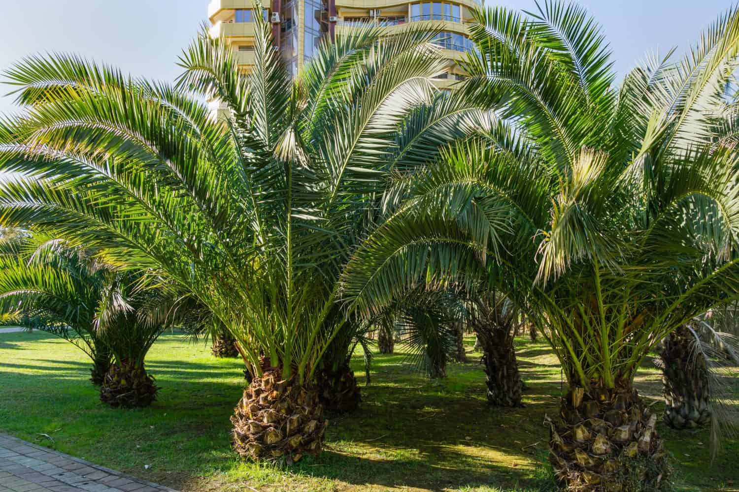 Luxury leaves of beautiful palm tree Canary Island Date Palm (Phoenix canariensis) in city park Sochi. Beautiful exotic landscape for any design. with big and young palms.