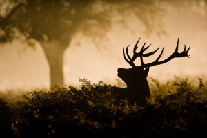 6 Reasons Maryland Has the Best Deer Hunting in the U.S. Picture