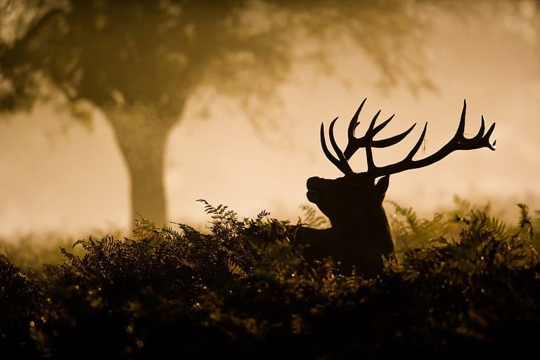 Red Deer stag in silhouette, scenting the air