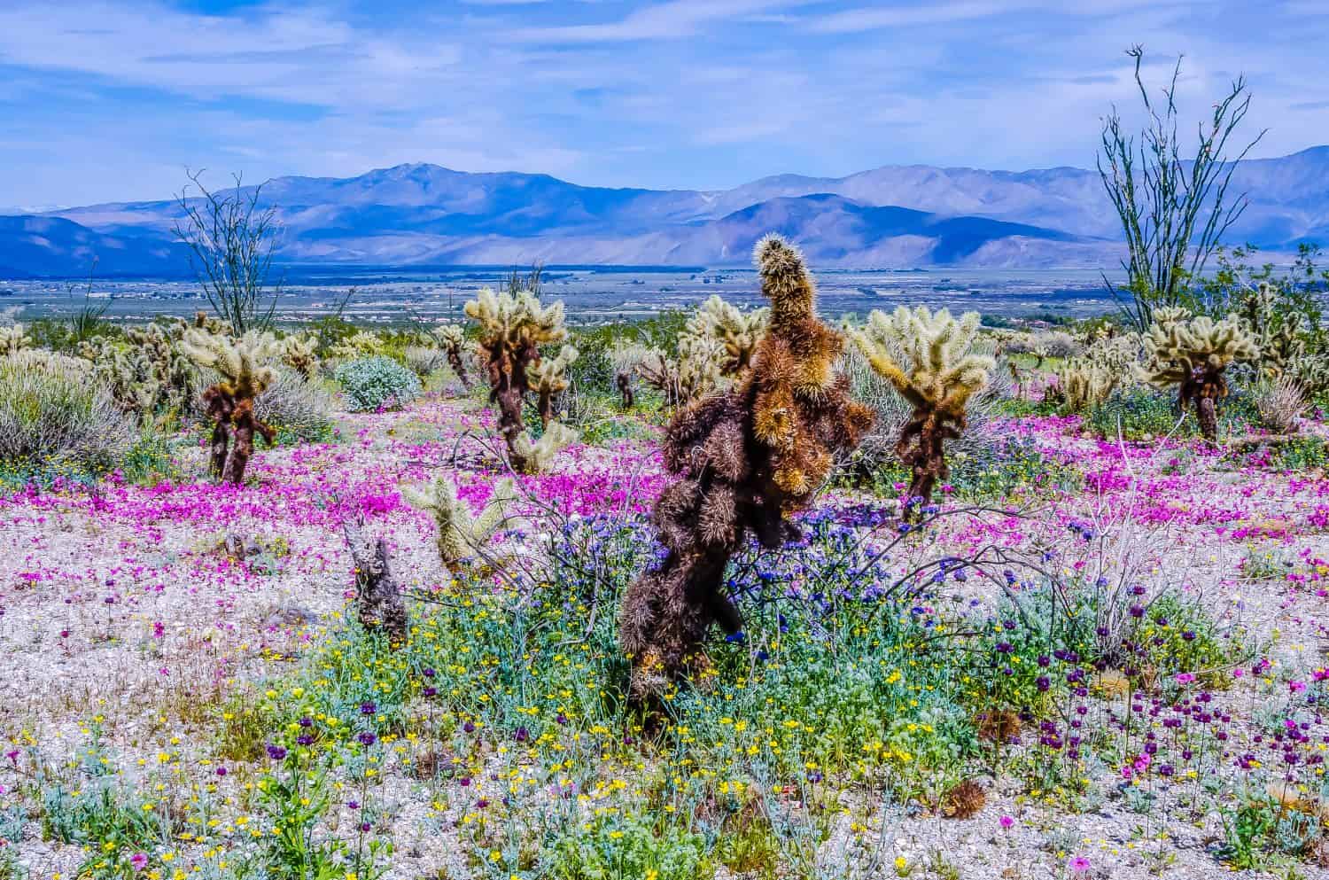 California Wildflowers Superbloom 2024 Peak Timing, Best Places to See