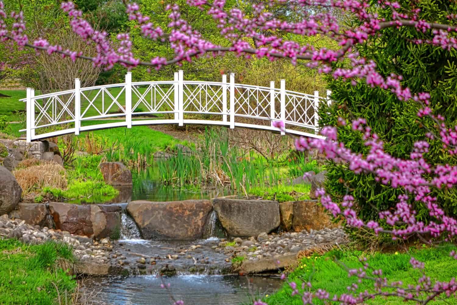 Sayen Park Botanical Gardens ornamental footbridge over quaint stream with flowering springtime crabapple tree branches with purple springtime flowers in the spring in Hamilton Square in New Jersey