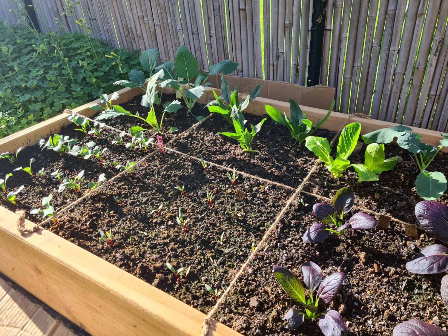 growing organic vegetables in a square food gardening method. The vegetables are growing in a raised bed, full of mature green compost with nod-dig gardening.
