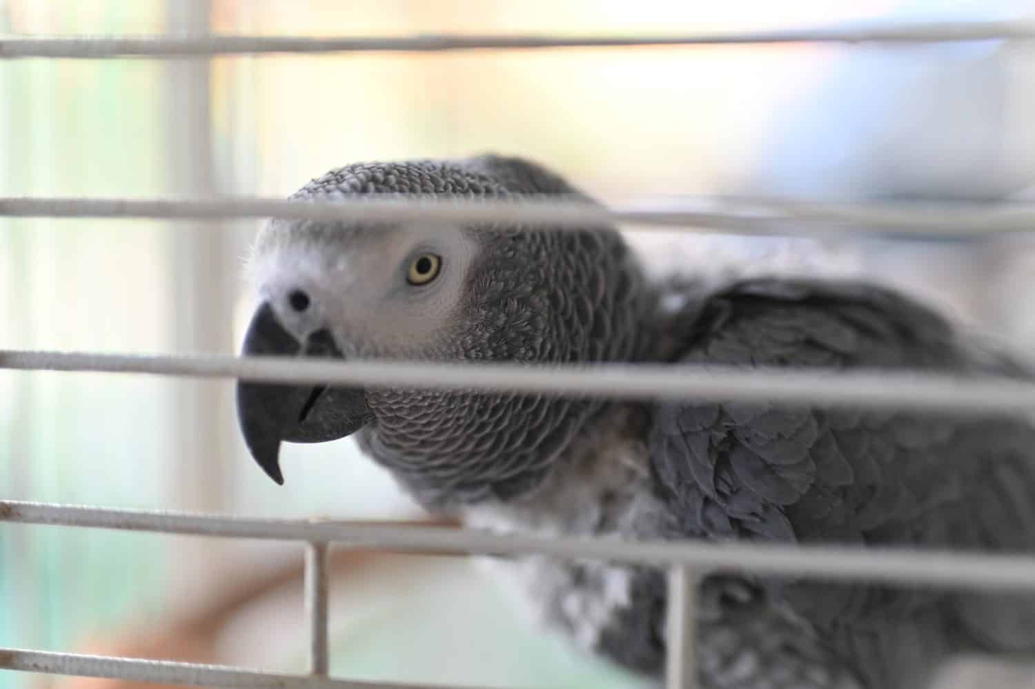 Shoko also known as the Congo grey parrot, Congo African grey parrot or African grey parrot, is an Old World parrot in the family Psittacosis.