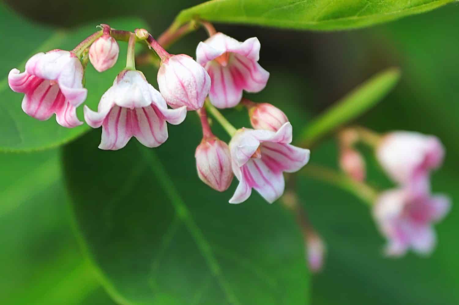 Macro of delicate pink flowers on Spreading Dogbane.