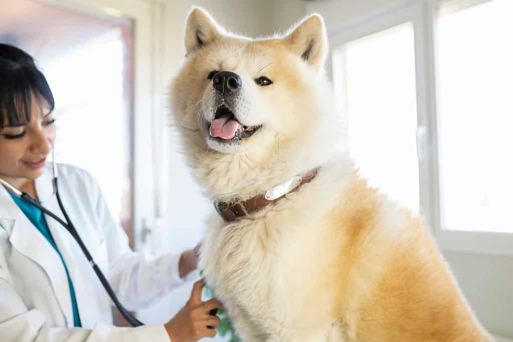 يد طبيب بيطري يستمع إلى كلب أكيتا إينو في العيادة