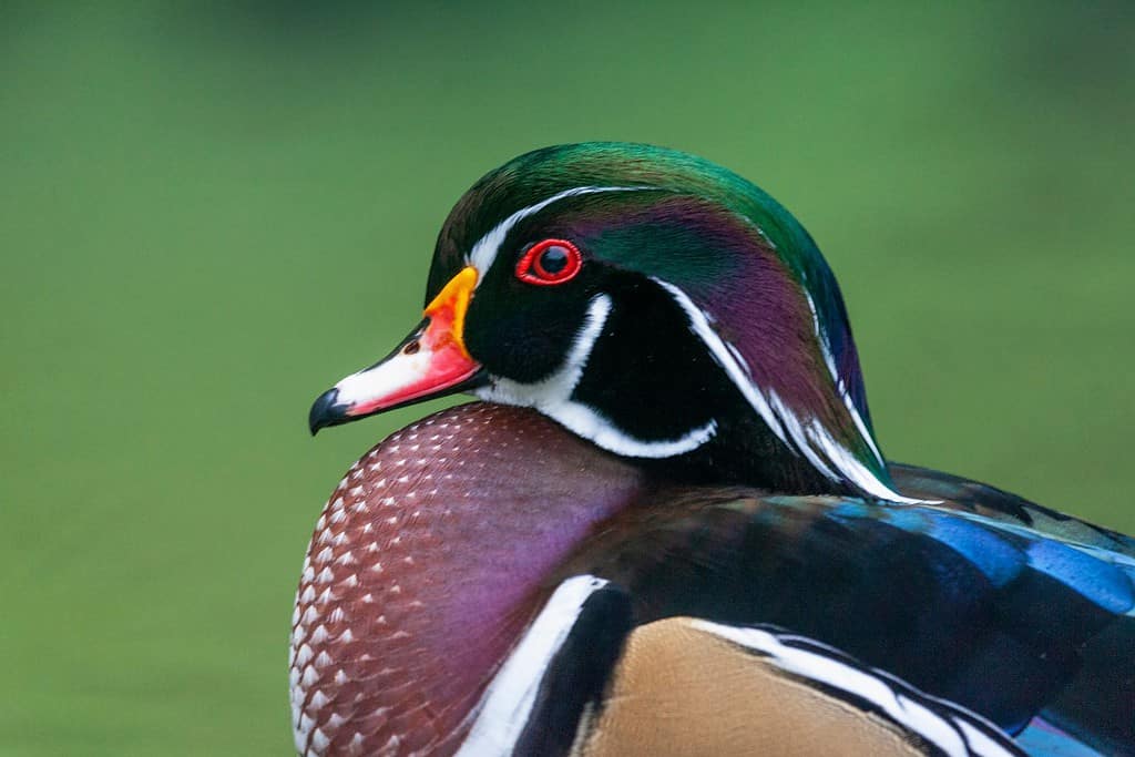 Male Wood Duck (Aix sponsa) on the Azores. Possible wild vagrant from North-America.