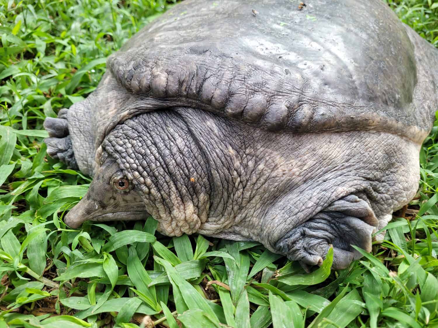 Southeast asian soft-shelled turtle in the green grass background. The head, neck and nose are long.