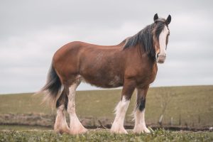 The Best and Most Comprehensive List of 140+ Female Horse Names Picture