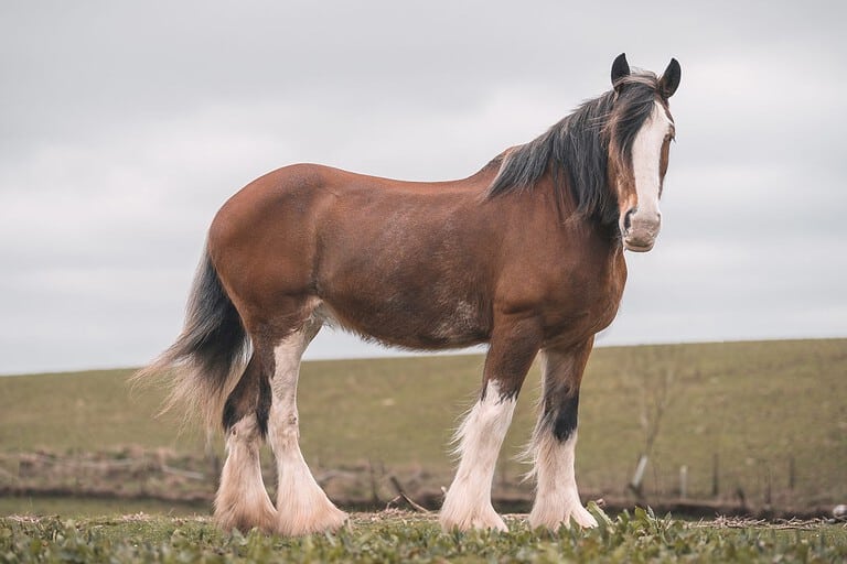 Horse Growth Chart When They Stop Growing and Other Milestones AZ