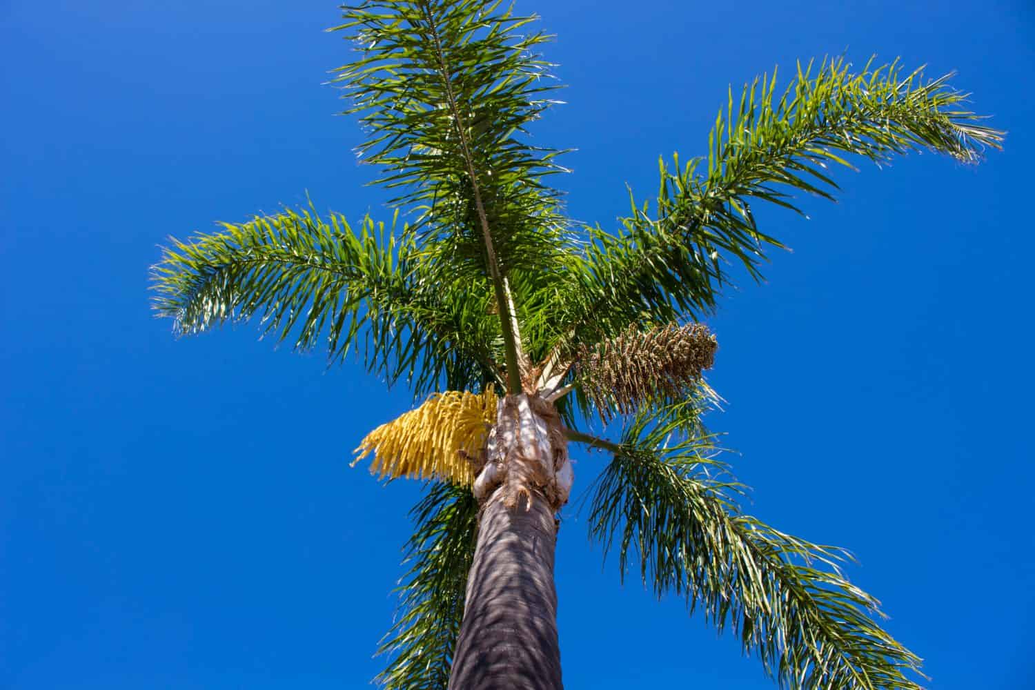 Tall graceful majestic Cocos plumosa Queen palm will soon be in flower with seed pods forming hanging down from its green crown in early summer being a favourite  decorative garden plant.
