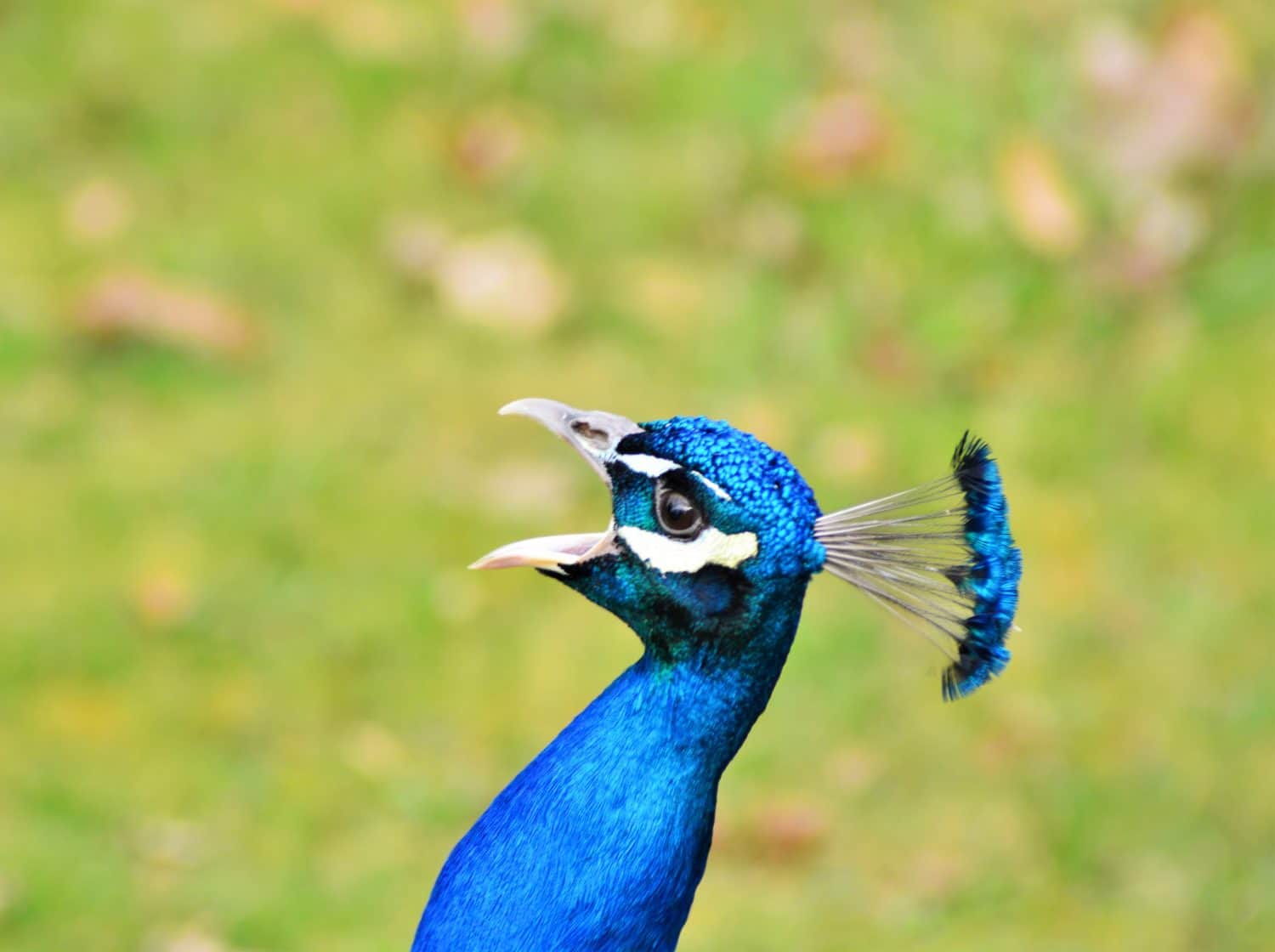 Close up image of a blue male peacock or peafowl showing just it's head and neck with a blurred background.