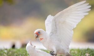 A couple of cute Long-billed Corella