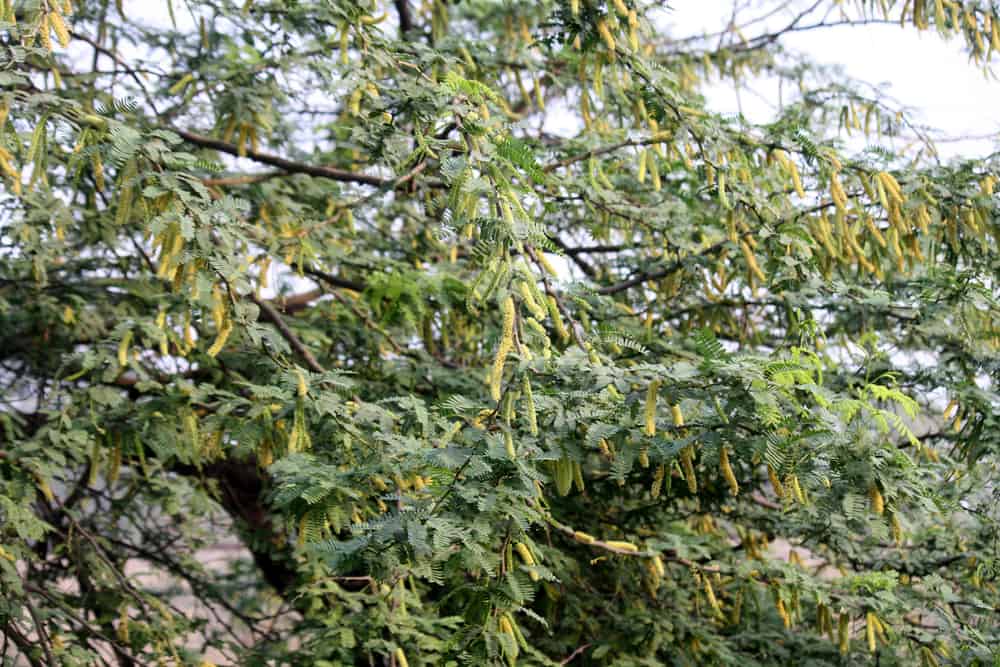 Babul or long-thorn kiawe (Prosopis juliflora) with cylindrical inflorescence