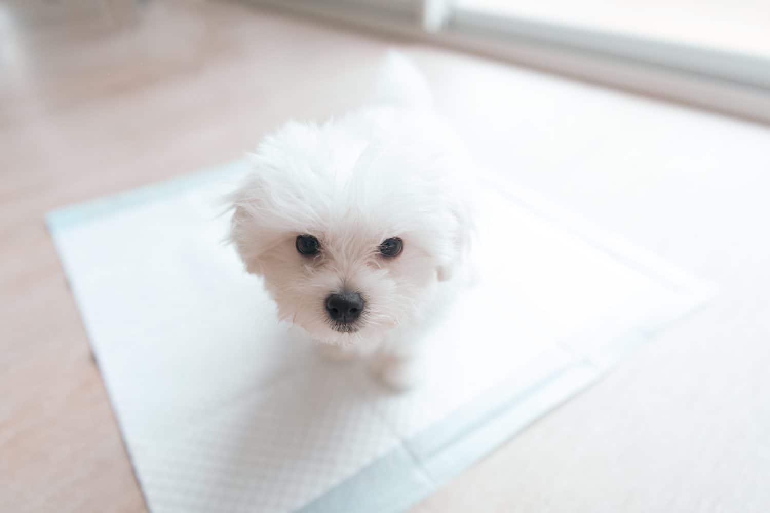 Small cute puppy of Maltese dog sitting on potty pad