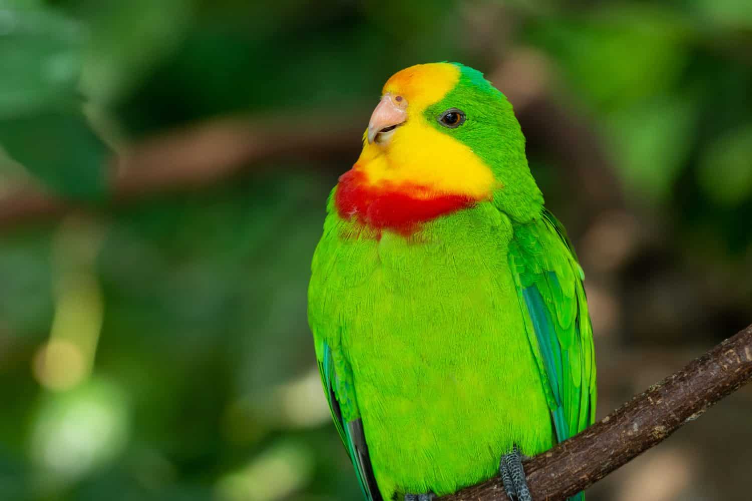 A bright green superb parrot (Polytelis swainsonii),or the Barraband's parrot, Barraband's or green leek parrot very close up.