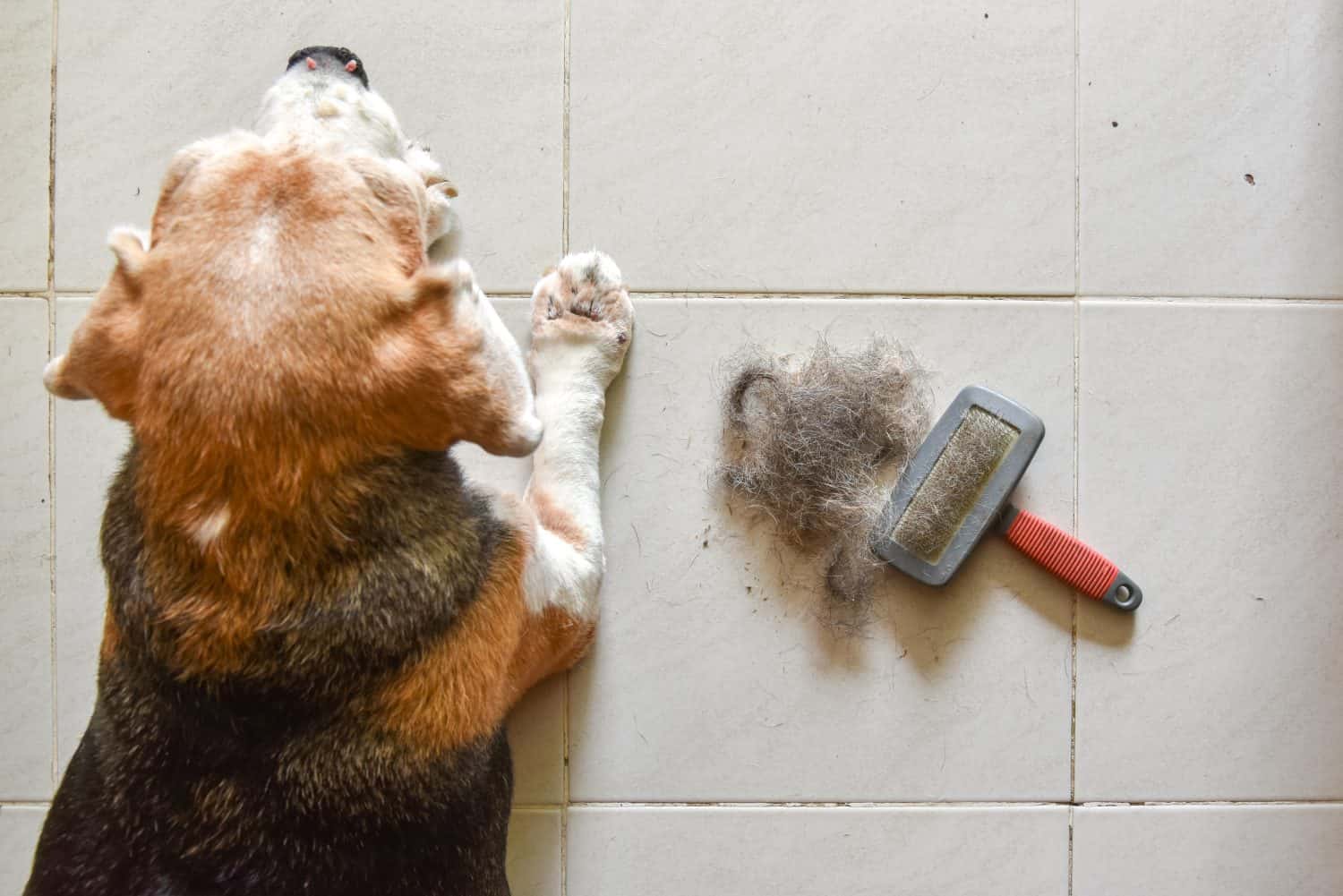 a beagle with Big pile of dog hair and which brush to comb out the dog on floor, Bunch of dog hair after grooming, Shedding tool, Hair combed from the dog with brush, top view