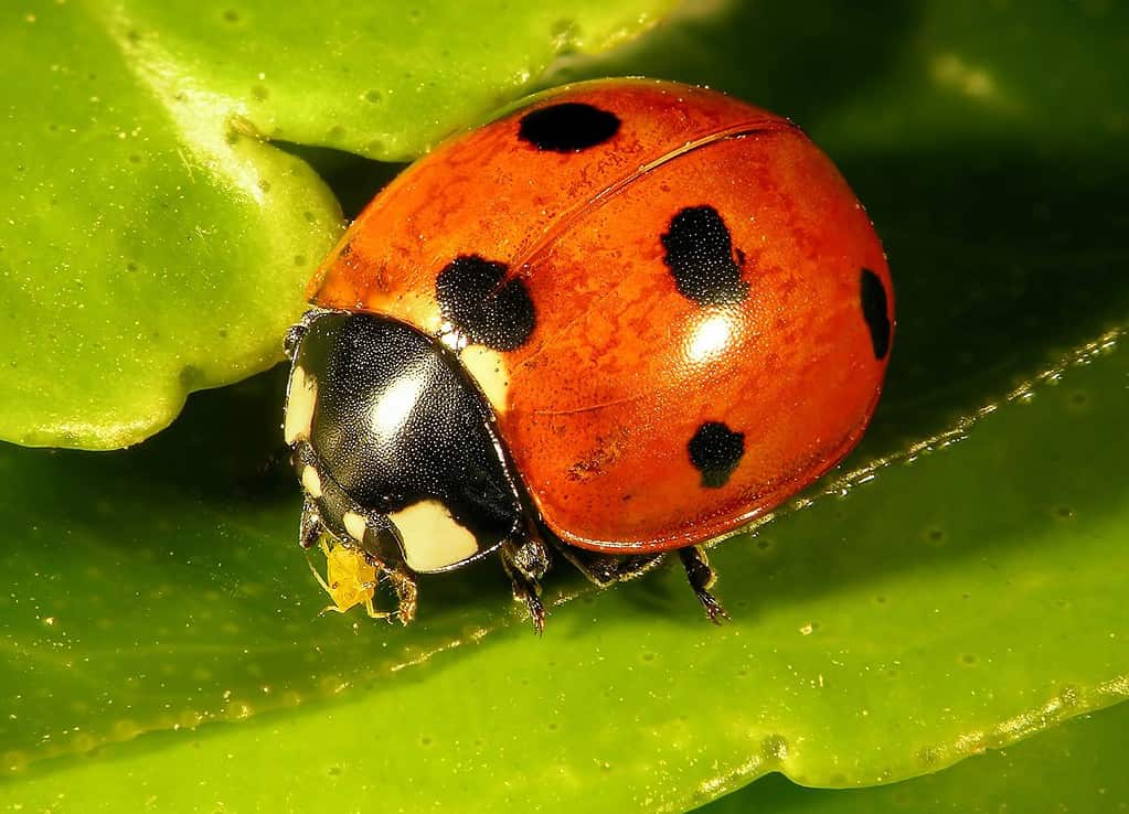 Seven-spot ladybird (ladybug), Coccinella septempunctata (Coleoptera: Coccinellidae). Eating aphids