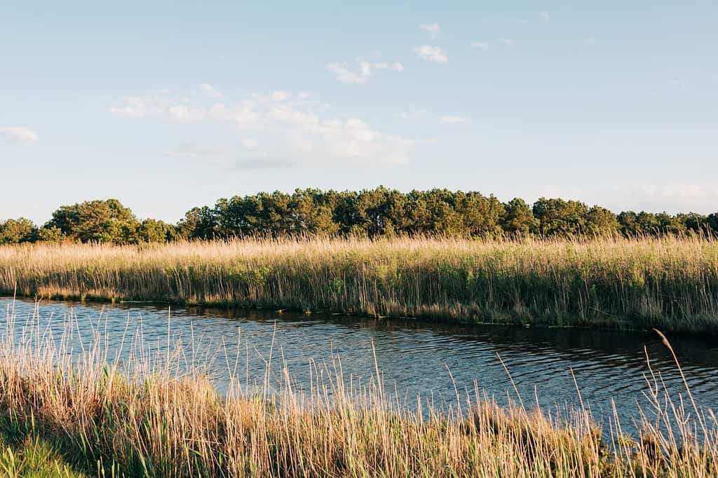 View of wetlands from the Wildlife Loop, at Chincoteage Island, Virginia