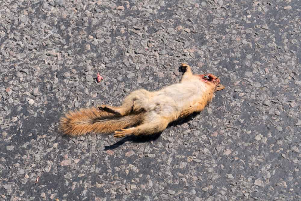 Dead squirrel on the road.Unfocused shooting