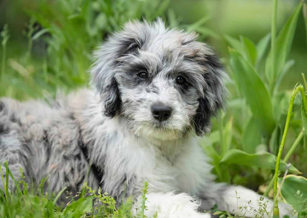 Female merle aussiedoodle puppy in the grass.