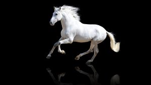 The 13 Best and Most Creative White Horse Names Picture