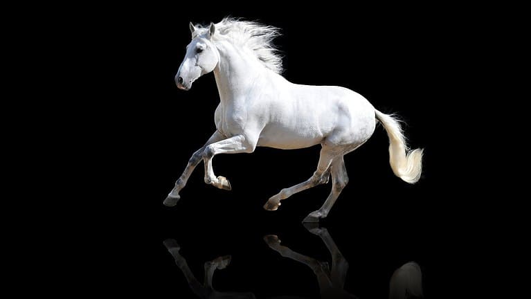 Beautiful white horse in black background..