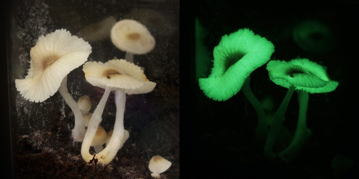 luminous mushroom ( green pepe)  fungus bed cultivation  in terrarium at home. light on and off.