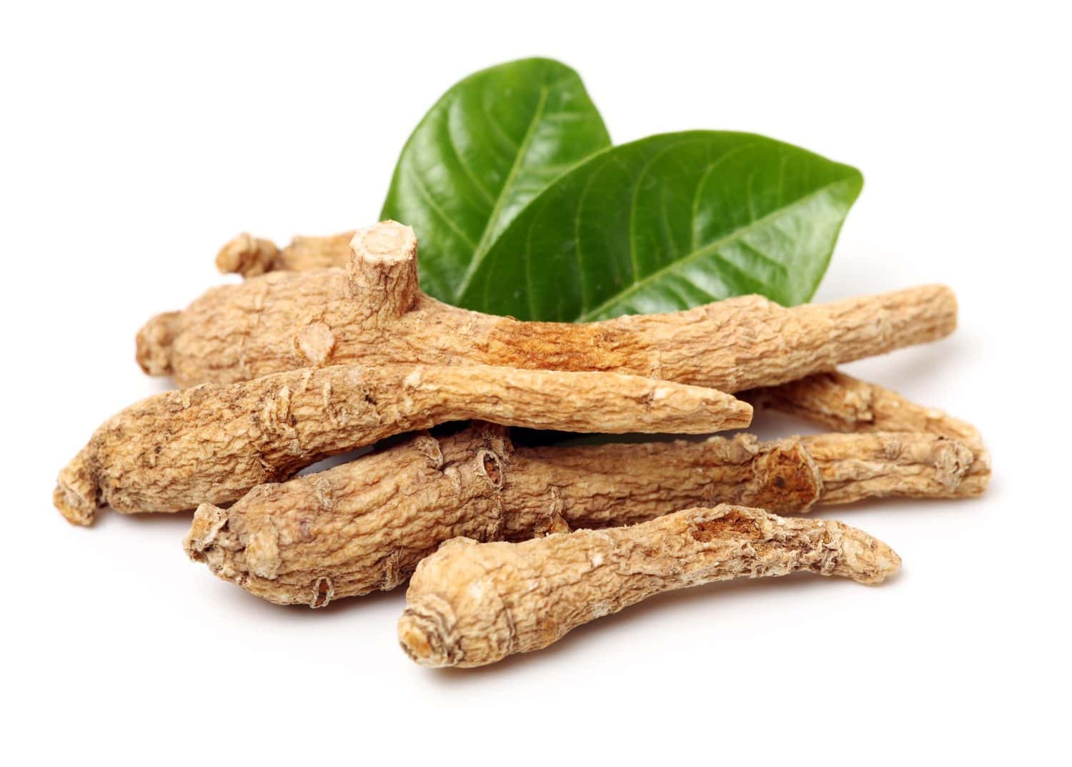 American ginseng with white background