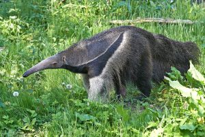 Discover 10 Types of Anteaters and How They Are Not All Alike Picture