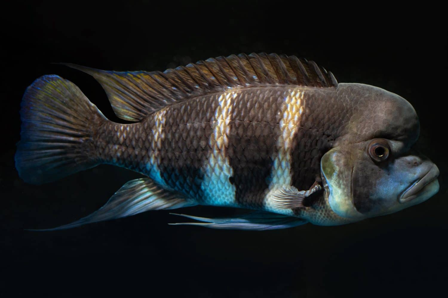 front cichlid wild, aggressive dominant male, popular and hardy freshwater fish, endemic of lake Tanganyika in low light fish tank of a pet shop