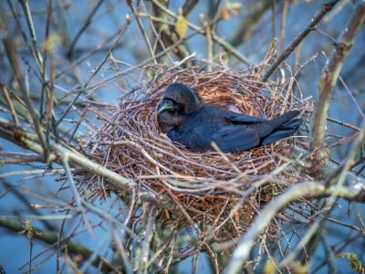 A 17 Birds That Spend Their Winters in Kansas