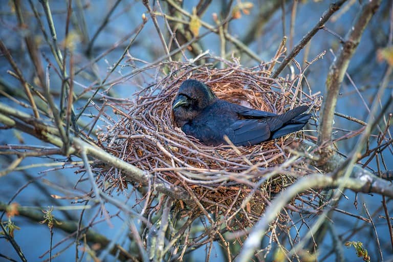 Nesting crow hatching, laying, sitting on the eggs