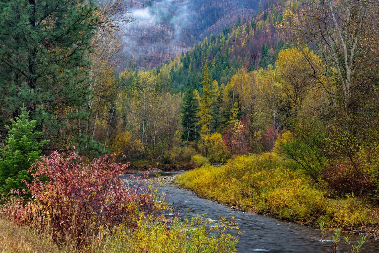 Autumn hues adorn Lolo Creek in the Lolo National Forest, Montana, USA