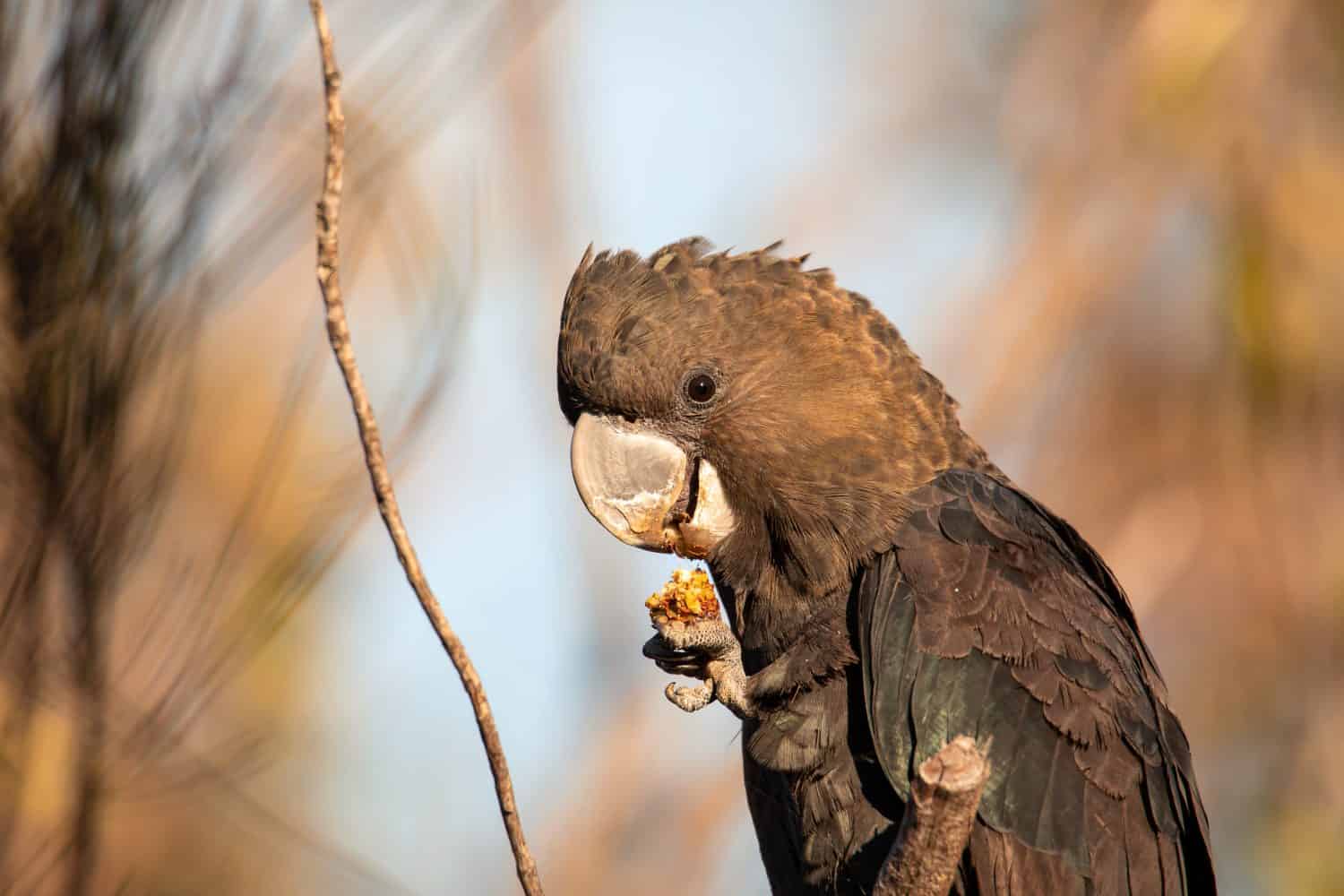 Glossy black cockatoo sitting in a tree.