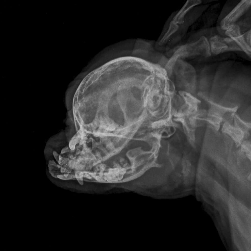 x ray senior shizhu dog dental root abcess and gingivitis ,side view