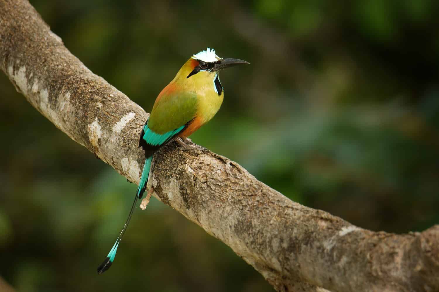 Turquoise-browed motmot - Eumomota superciliosa also Torogoz, colourful tropical bird Momotidae with long tail, Central America from south-east Mexico to Costa Rica. Colourful bird on the branch.