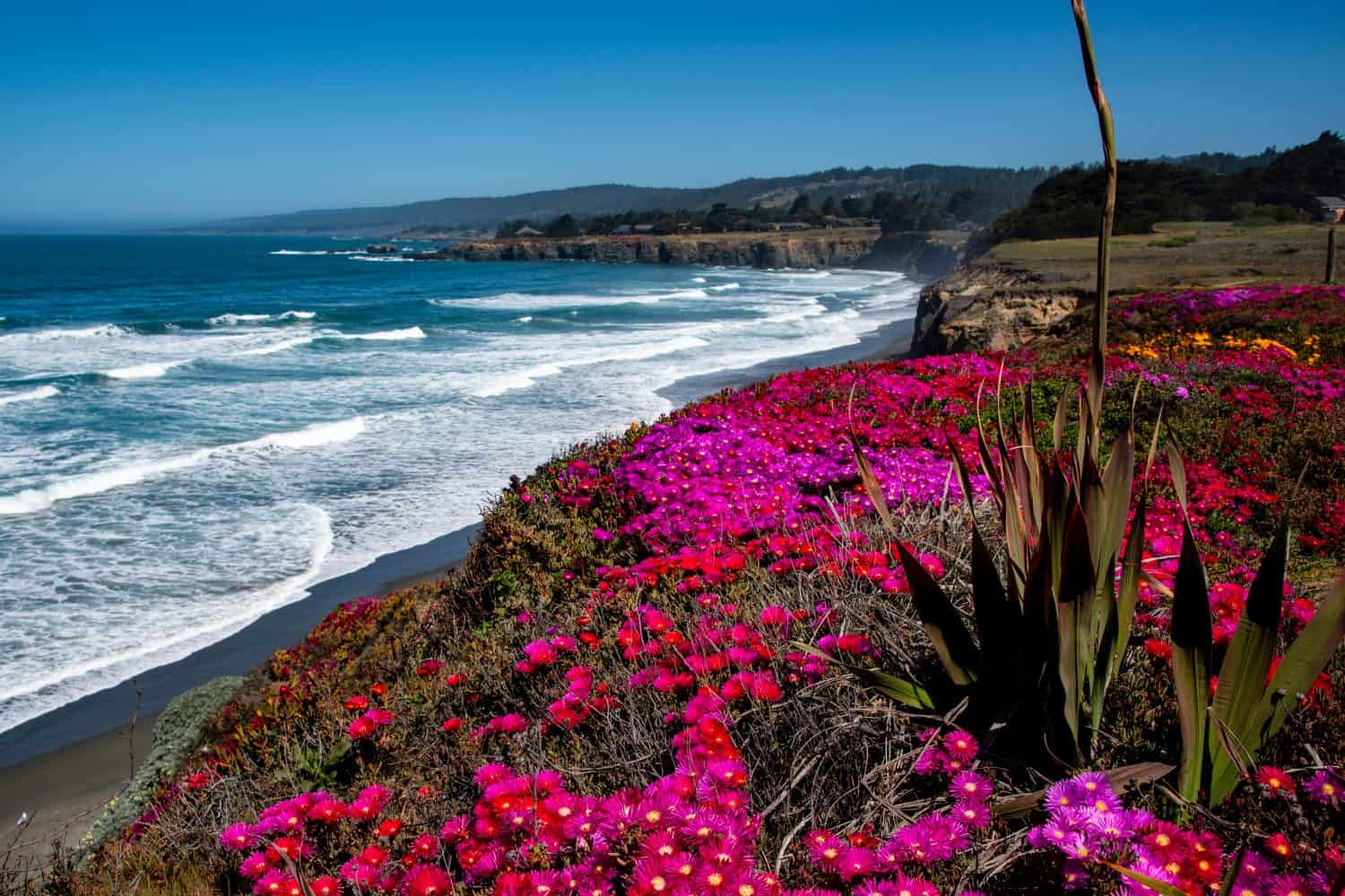 Coastal flowers on the Pacific Coast at Sea Ranch, CA- an affordable, warm weather senior travel destination 