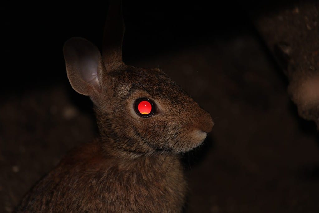 Learn Why and How Animals' Eyes Glow at Night - A-Z Animals