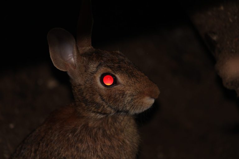 Learn Why and How Animals' Eyes Glow at Night - A-Z Animals