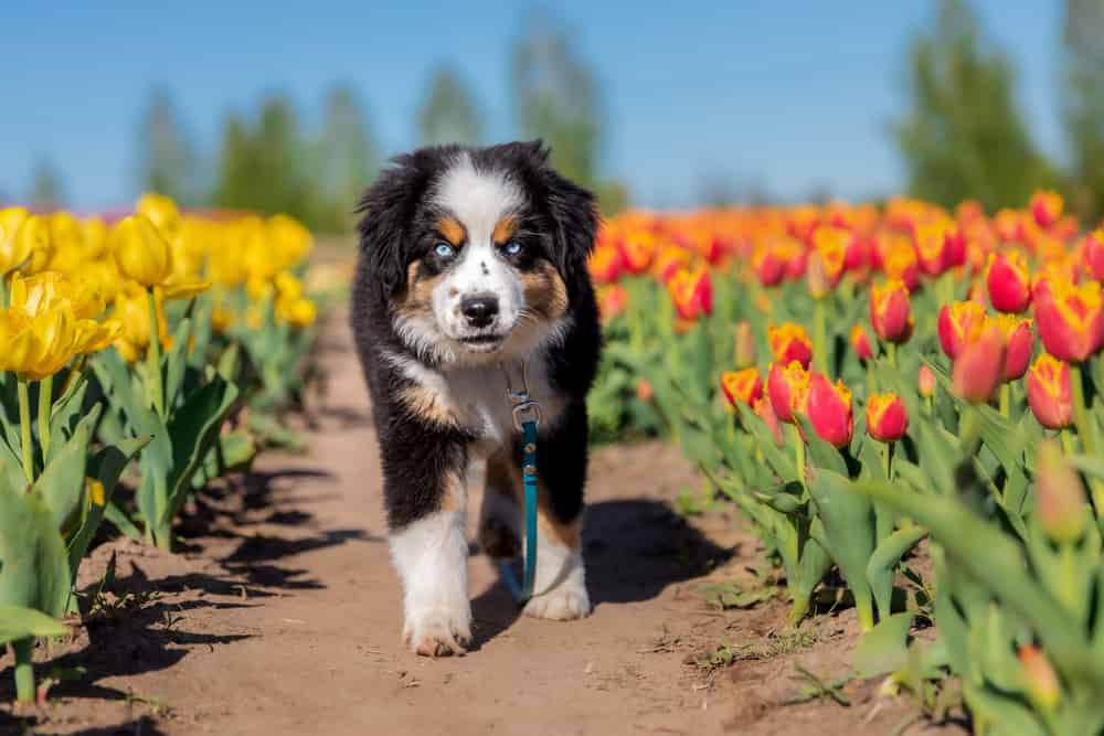 The Miniature American Shepherd puppy in tulips. Dog in flower field. Blooming. Spring